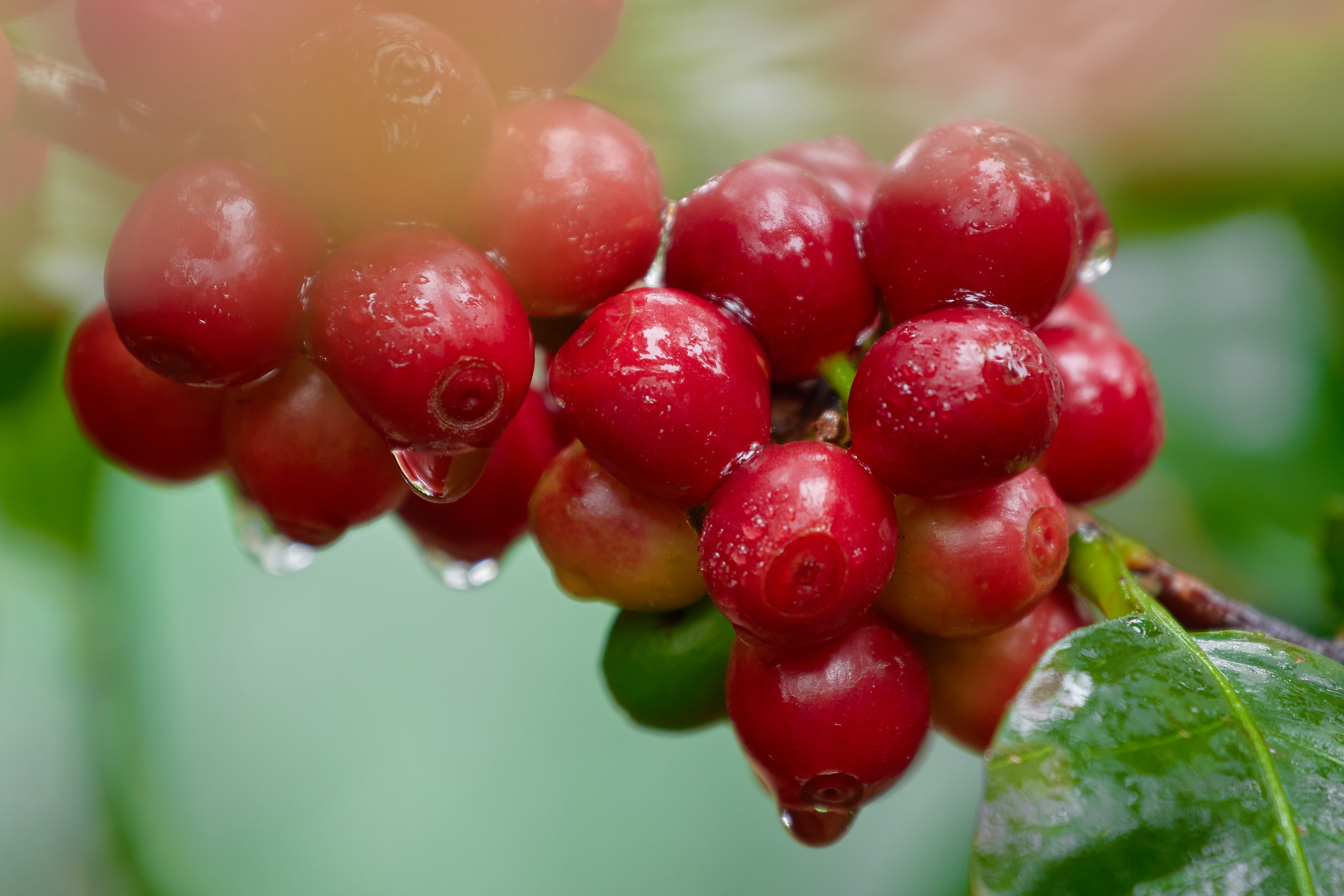 Cerezas rojas de caf&eacute; en la planta