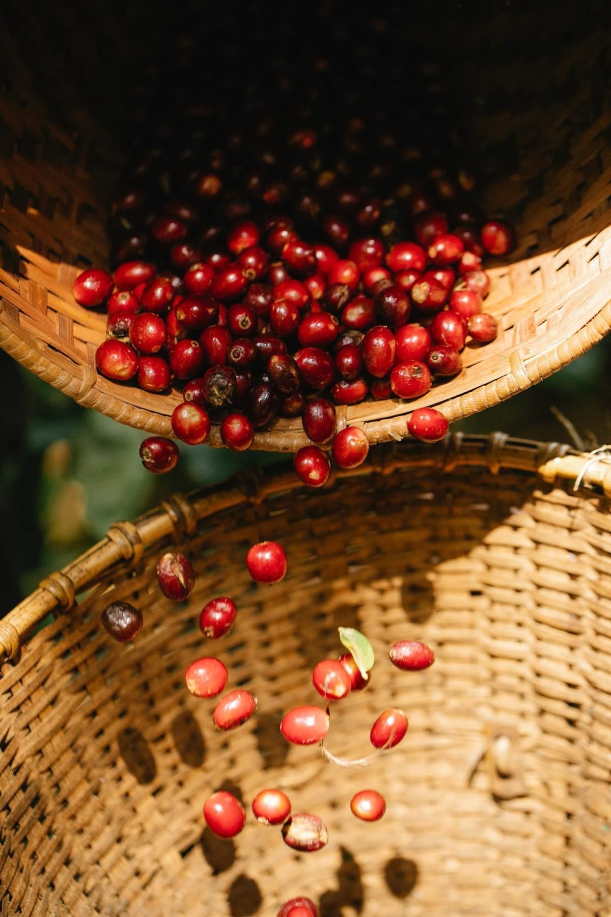 Cerezas de café en canastos